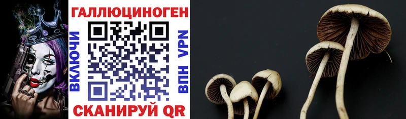 omg как зайти  Черняховск  Галлюциногенные грибы Cubensis  что такое  